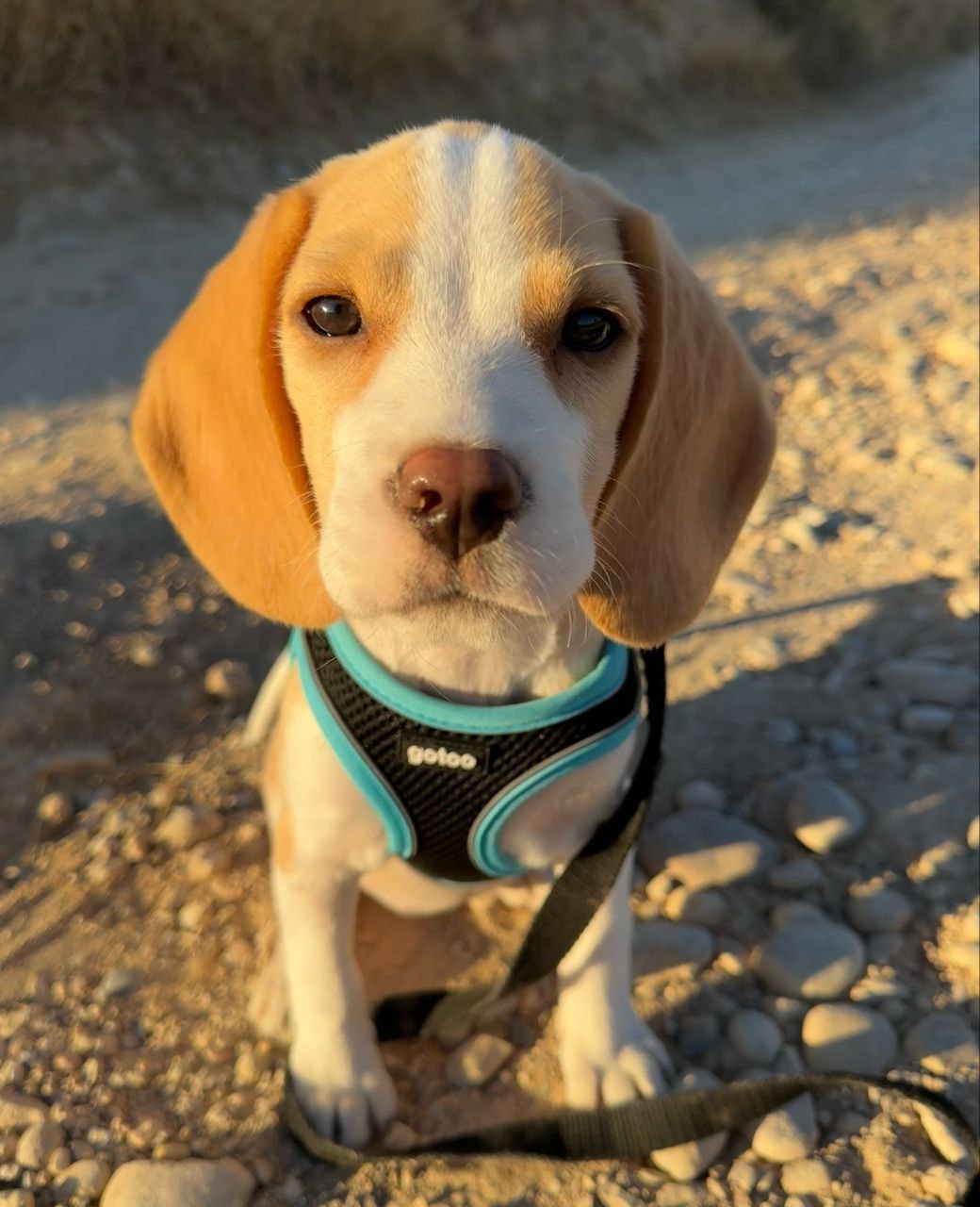 9ea9e771-a538-4937-9280-a31d93775df2